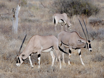 Samburu National Reserve - Oryx-Antilopen