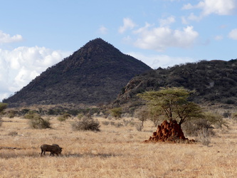 Samburu National Reserve - Termitenhügel