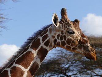 Samburu National Reserve - Giraffen
