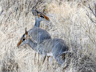 Samburu National Reserve - Dikdik
