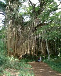 Maui - Riesiger Baum