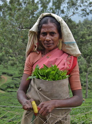 Munnar - Frau bei der Tee-Ernte