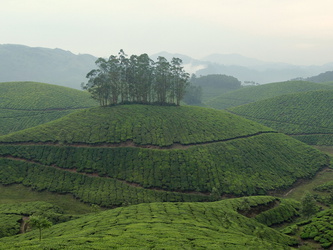 Munnar - Teeplantagen