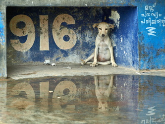 Neyyar - Kleiner Hund sucht Schutz vor dem Monsun
