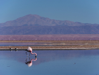 Laguna Chaxa - Flamingos
