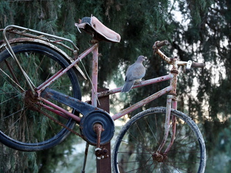 Taube auf altem Fahrrad im Kibbuz