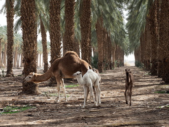 Kamele in der Dattelpalmen-Plantage