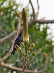 Kolibri an einer Pflanze im Kibbuz