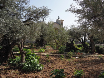 Gethsemane Olivengarten