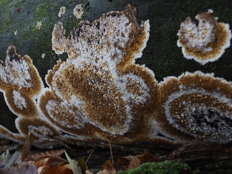 Großflächige Pilze am Totholz