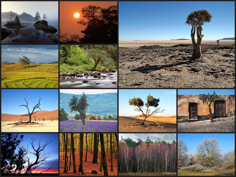 Kalender 2021 - Bäume2.jpg