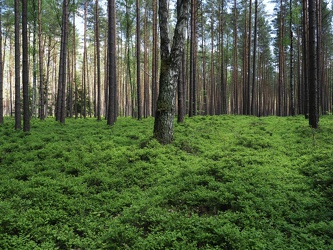 Ravensbrück - Wald