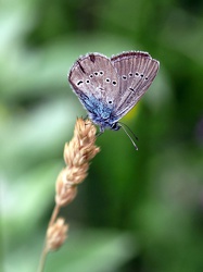 Schmetterling - Bläuling