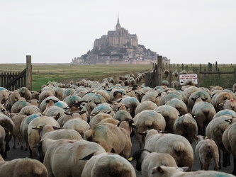 Le Mont-Saint-Michel - Aufbruch der Schafe am Morgen