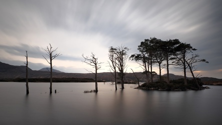 Loch Assynt - Bäume im Wasser