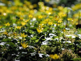 Gelbe Blumen bei Talisker