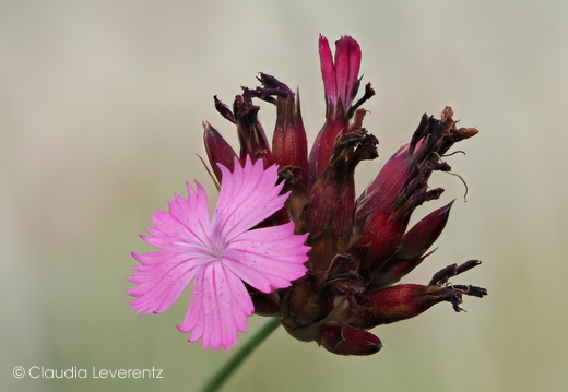 Flora - Pflanzenwelt