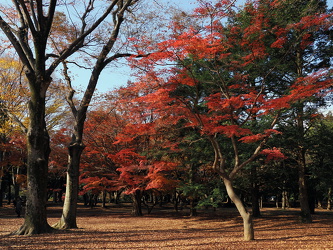 Yoyogi-Park - Ahorn-Bäume