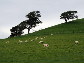 Windschiefe Bäume und neugierige Schafe