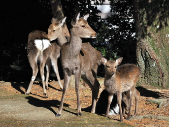 Zahme Rehe