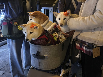 Herbstlich gekleidet ... im Kinderwagen