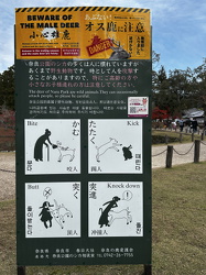 Beware ot the Male Deer!