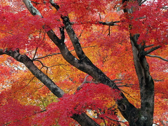Herbstlaub im Garden of Hundred Flowers
