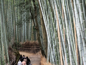 Arashiyama Bamboo Forest
