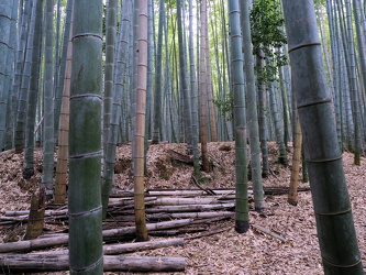 Arashiyama Bamboo Forest