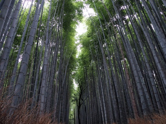 Arashiyama Bamboo Forest