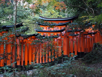 Torii im Wald