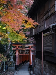 Torii im Herbstwald