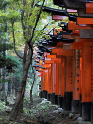 Torii im Wald