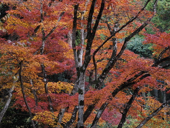 Otagi Nenbutsuji Temple