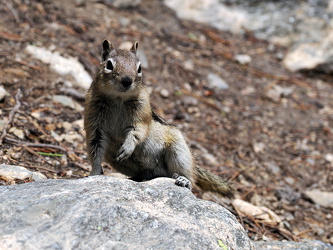 Streifenhörnchen