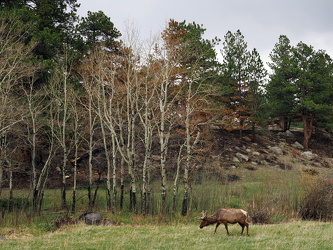 Wapiti-Hirsch