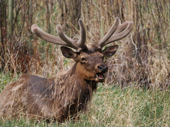 Wapiti-Hirsch
