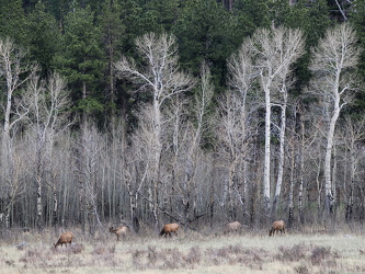 Wapiti am Waldesrand