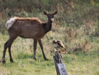 Bussard und Wapiti