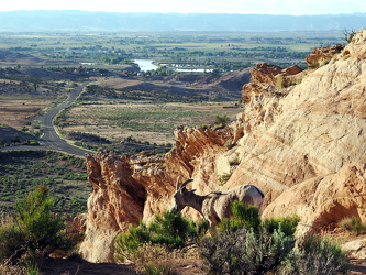 Fruita - Dickhornschaf am Rim Rock Drive