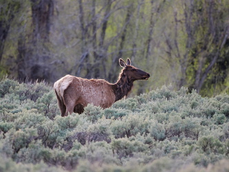 Wapiti-Hirsch