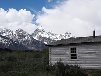 Moose - Menor`s Homestead