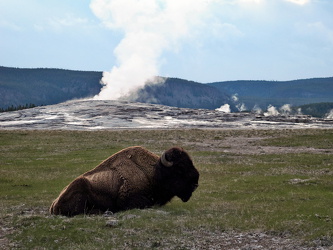 Bison vor dem Old Faithful Geysir