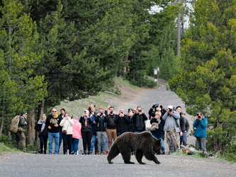 Grizzly am Grand Prismatic Spring Overlook Trail