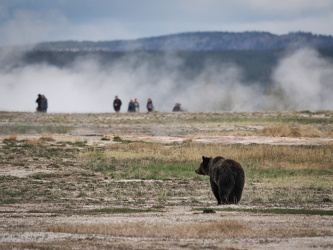 Grizzly am Grand Prismatic Spring Overlook Trail