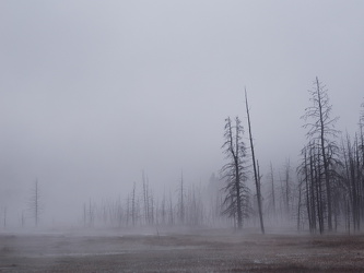 Nebel an der Grand Loop Road