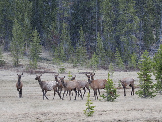 Wapiti an der Norris Canyon Road