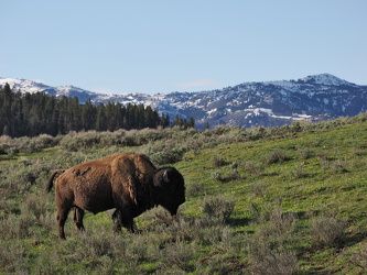 Bison an der Grand Loop Road