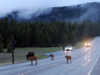 Bison auf der Grand Loop Road