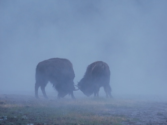 Bison-Rivalen an der Grand Loop Road